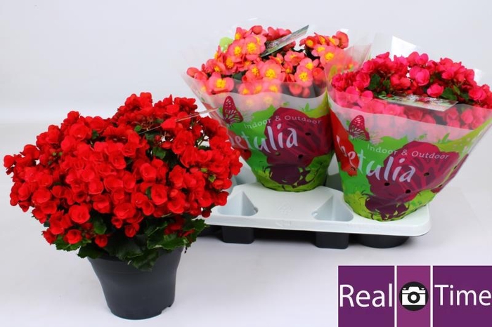 <h4>BEG EN BETULIA GEM</h4>