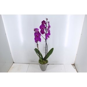 COQ. PLANTAS ORN. T6