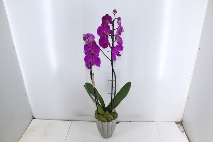 COQ. PLANTAS ORN. T6