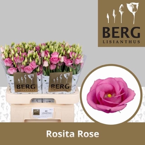 EUS G ROSI ROSE PINK