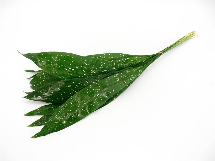 <h4>Aspidistra Milky Way</h4>