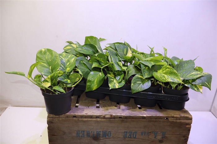 <h4>arr8 Epipr Aureum</h4>