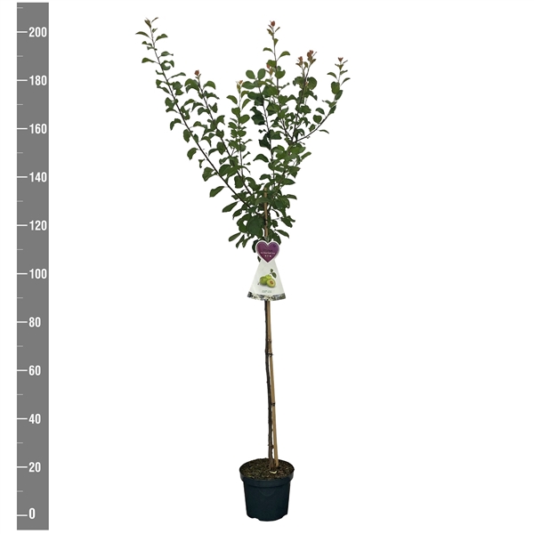 <h4>Prunus d. Reine Claude Verte halfstam</h4>