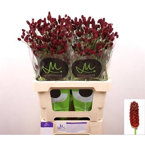 Sanguisorba Red Dream Marginpar