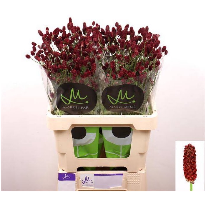 <h4>Sanguisorba Red Dream Marginpar</h4>