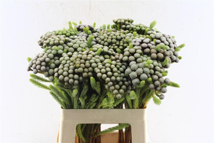 <h4>Kaaps Brunia Albiflora</h4>