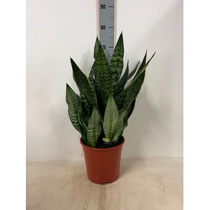 SANSEV GOLDEN HAHNII