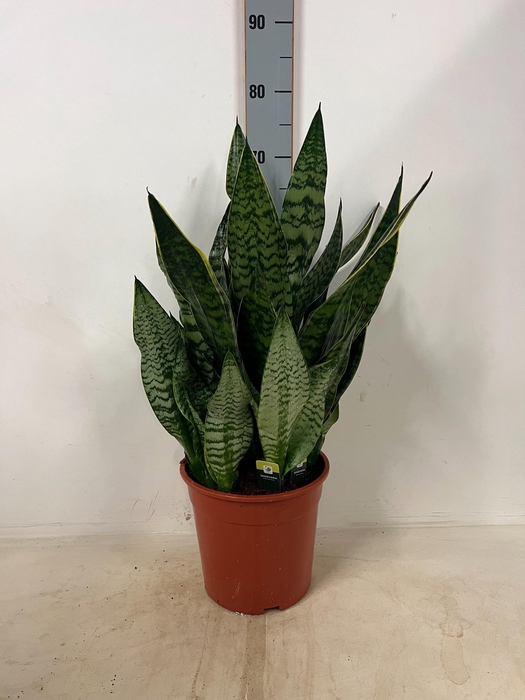 <h4>SANSEV GOLDEN HAHNII</h4>