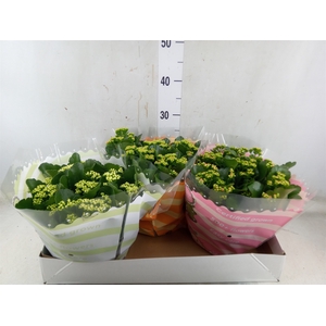 Kalanchoe blos.   ..rosebud mix  5