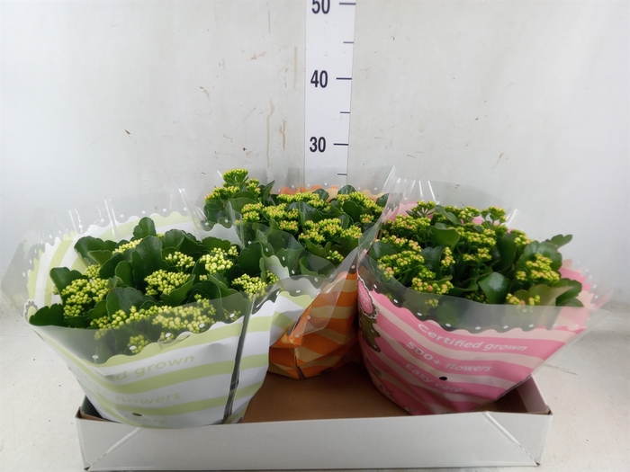 <h4>Kalanchoe blos.   ..rosebud mix  5</h4>
