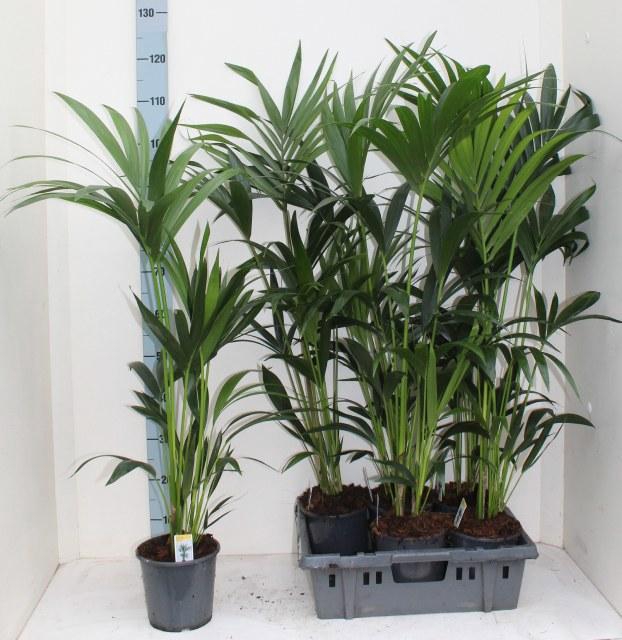 <h4>HOWEA FORSTERIANA</h4>