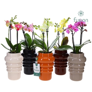 Keramiek pot met Phalaenopsis.