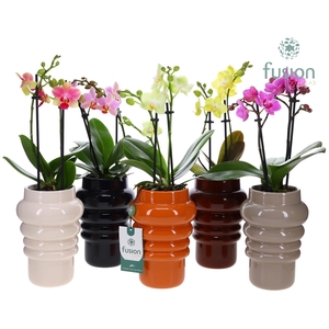 Keramiek pot met Phalaenopsis.