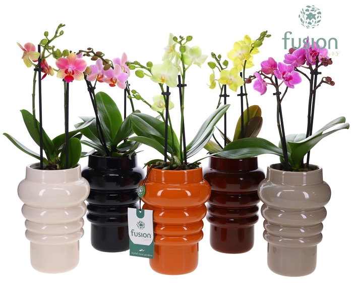 <h4>Keramiek pot met Phalaenopsis.</h4>
