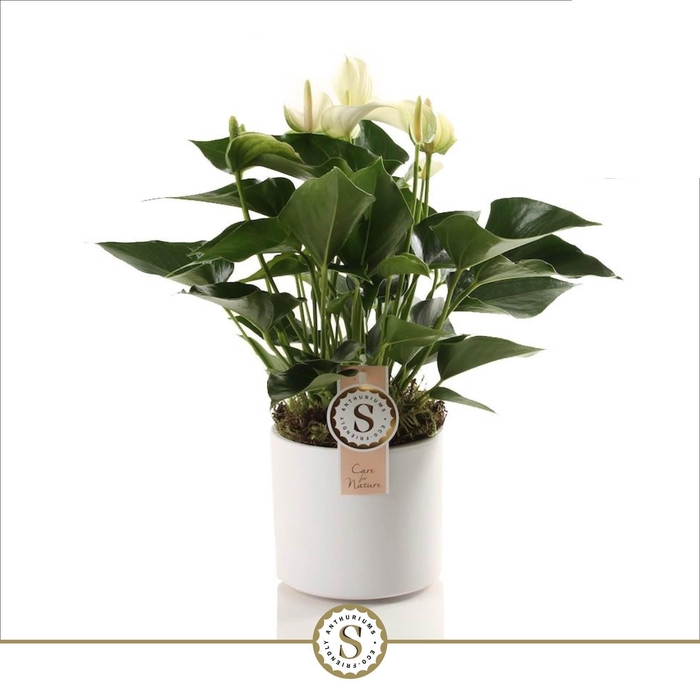 <h4>Bari Keramiek White - White Champion 12cm</h4>