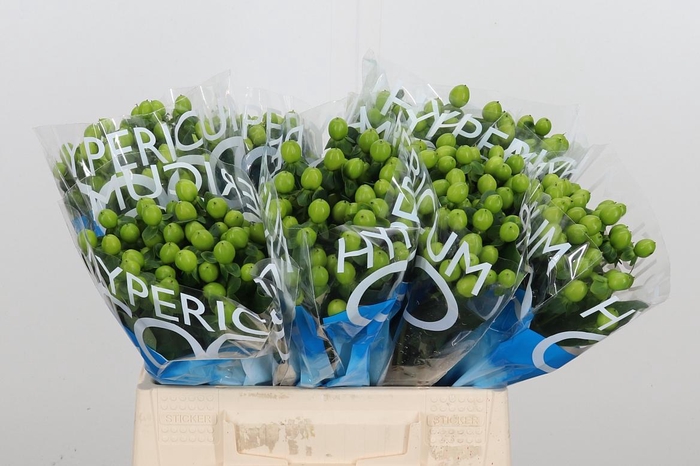 <h4>Hyp Coco Bamboo</h4>