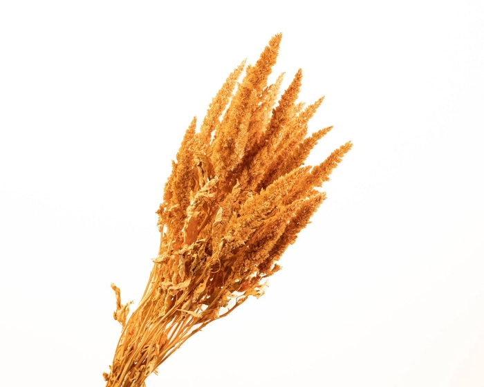 Amaranthus Coral Misty