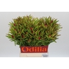 Leucadendron Ayoba Cherry Pearl Spray