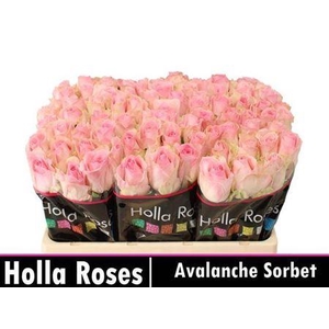 R Gr Avalanche Sorb+