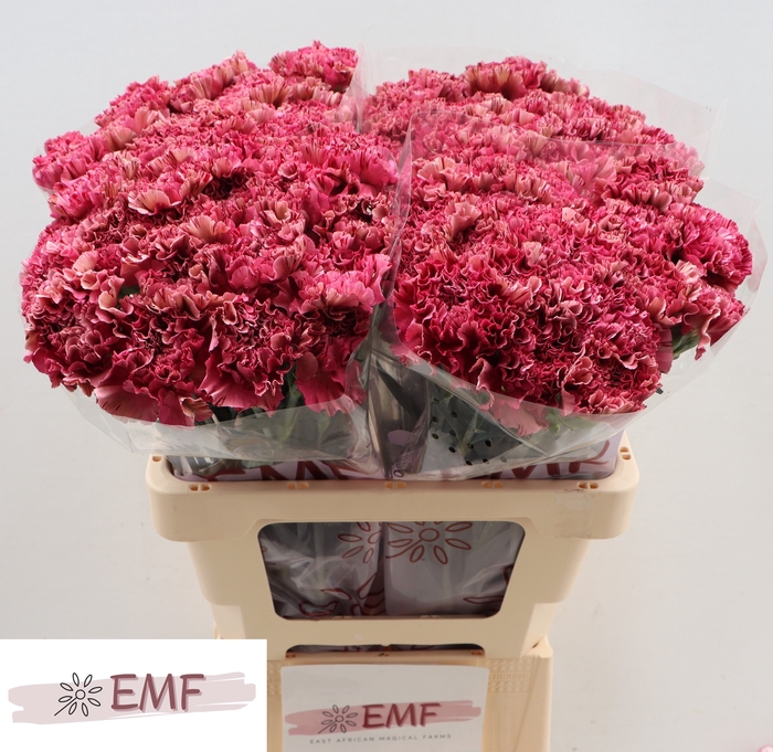 <h4>DI ST VIPER WINE</h4>