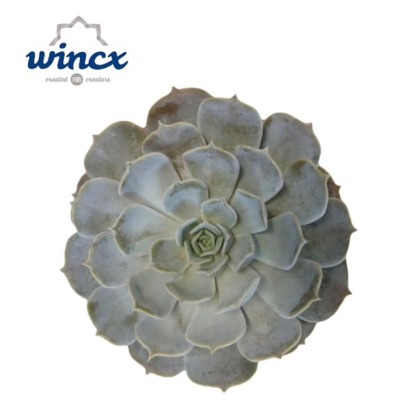 <h4>Echeveria Rinionii Cutflower</h4>