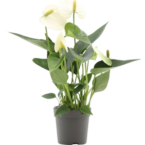 Anthurium 7 cm Everest in transparant sleeve