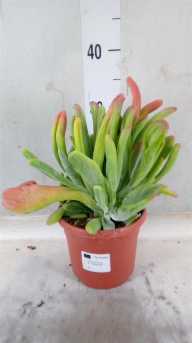 <h4>Kalanchoe NF   ...</h4>