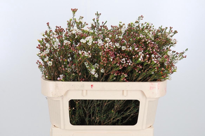 <h4>Chame Mi Liron</h4>