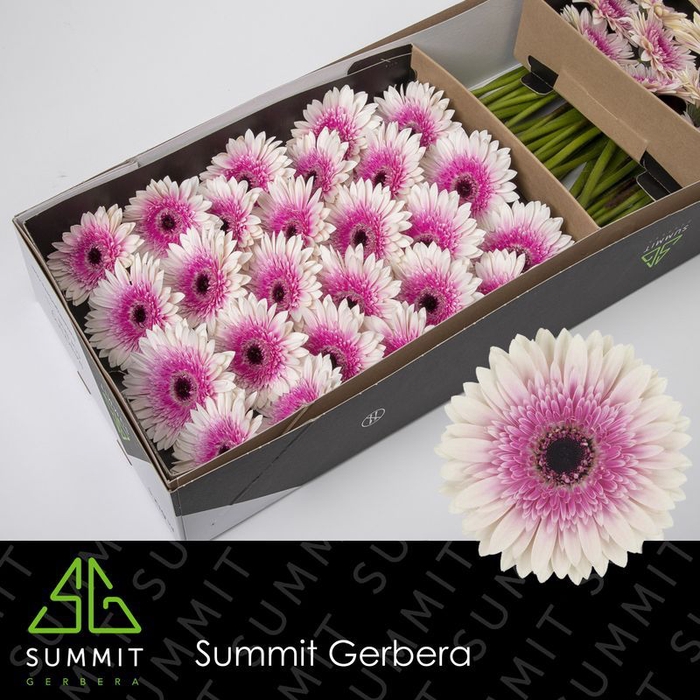 <h4>Gerbera Lisandra Doos</h4>