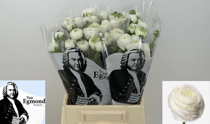 <h4>RAN AAZUR WHITE 56 GR.</h4>