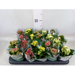 Kalanchoe blos. 'RosDon Collection'