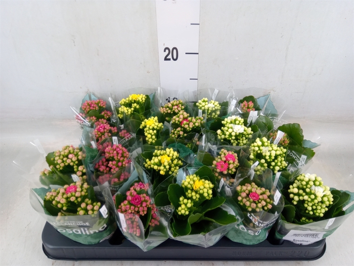 <h4>Kalanchoe blos. 'RosDon Collection'</h4>
