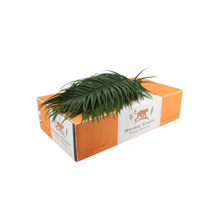 <h4>Phoenix 60cm</h4>