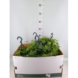 Hedera helix 'Mona Lisa'