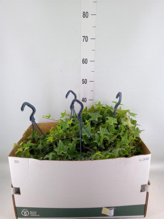 <h4>Hedera helix 'Mona Lisa'</h4>