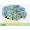 Hydrangea mag revolution