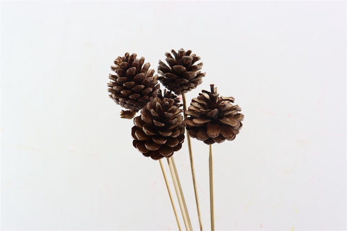 <h4>Bijsteker 50cm Dennenappel 4-6cm</h4>