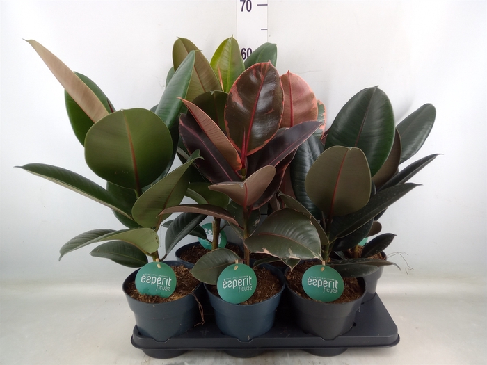 <h4>Ficus elastica   ...</h4>