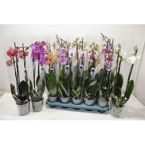 Phal Gem 5 Kl