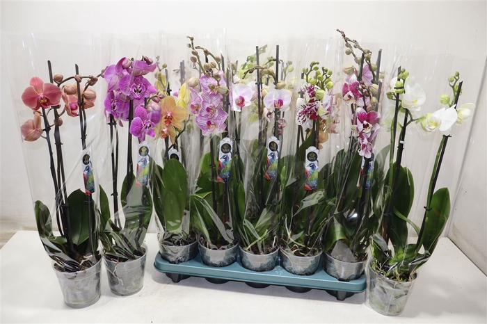 <h4>Phal Gem 5 Kl</h4>