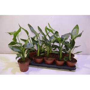 arr8 Strelitzia Reginae