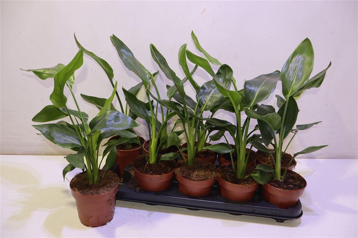 <h4>arr8 Strelitzia Reginae</h4>