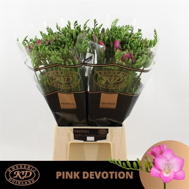 <h4>Freesia Enk Pink Devotion</h4>