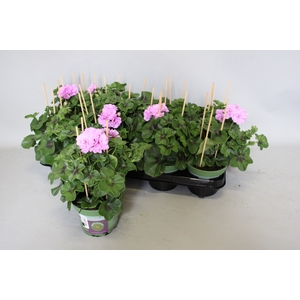 Pelargonium peltatum Teske (Lila)