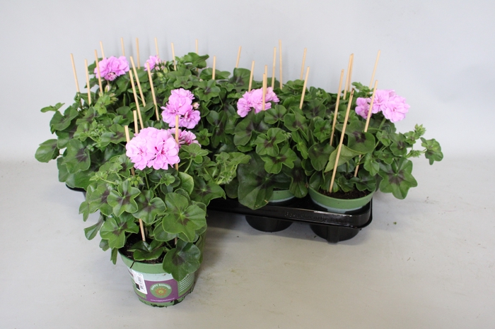 <h4>Pelargonium peltatum Teske (Lila)</h4>