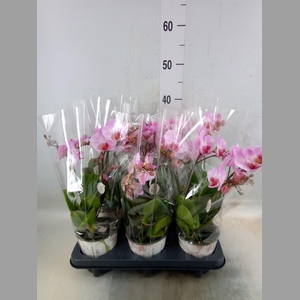 Phalaenopsis multi. 'Ant Antwerp'