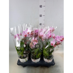 Phalaenopsis multi. 'Ant Antwerp'