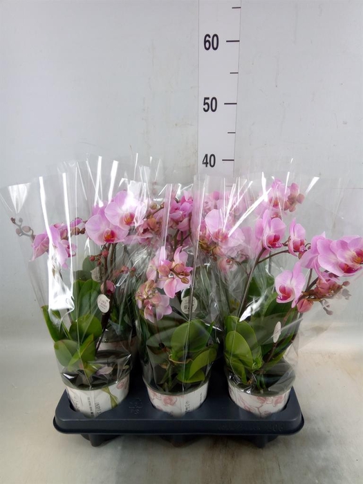 <h4>Phalaenopsis multi. 'Ant Antwerp'</h4>