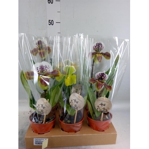 Paphiopedilum  'Amerikaanse hybrid'