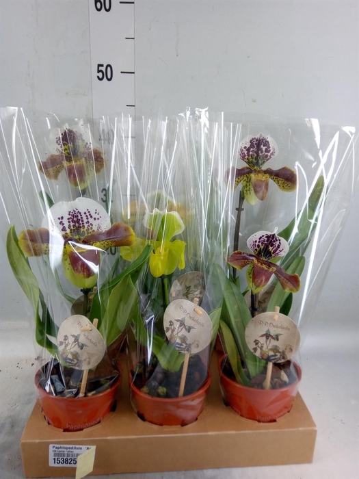<h4>Paphiopedilum  'Amerikaanse hybrid'</h4>